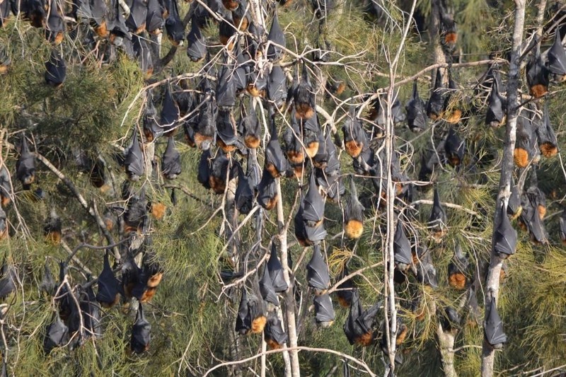 NSW Anggarkan Dana Rp 25 Miliar Untuk Berantas Kelelawar