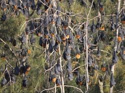 Fakta-fakta Luar Biasa tentang Kelelawar