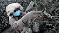 Warga merawat kebon tomatnya yang belum siap panen namun tertutup abu dari letusan Sinabung. Fatima Elkareem/AFP.