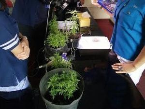 Tanam Ganja, Seorang Remaja Ditangkap Polisi di Pancoran