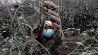 Abu vulkanik gunung Sinabung tutupi perkebunan tomat warga. Fatima Elkareem/AFP.