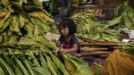 Foto Miris Pekerja Anak di Ladang Tembakau yang Rentan Keracunan Nikotin