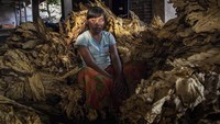 Mengapa industri rokok tampak tak terlibat karena ladang tembakau kebanyakan dimiliki oleh masyarakat. Lewat sistem pasar terbuka petani menjual tembakaunya kepada pengepul lalu dijual lagi ke pengepul lainnya barulah sampai ditangan produsen untuk diolah. (Foto: Marcus Bleasdale/ Human Rights Watch)