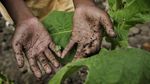 Foto Miris Pekerja Anak di Ladang Tembakau yang Rentan Keracunan Nikotin