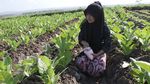 Foto Miris Pekerja Anak di Ladang Tembakau yang Rentan Keracunan Nikotin