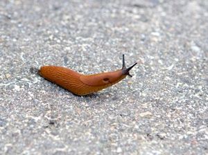 Gara-gara Iseng Makan Siput Taman, Remaja Ini Koma Terus Lumpuh