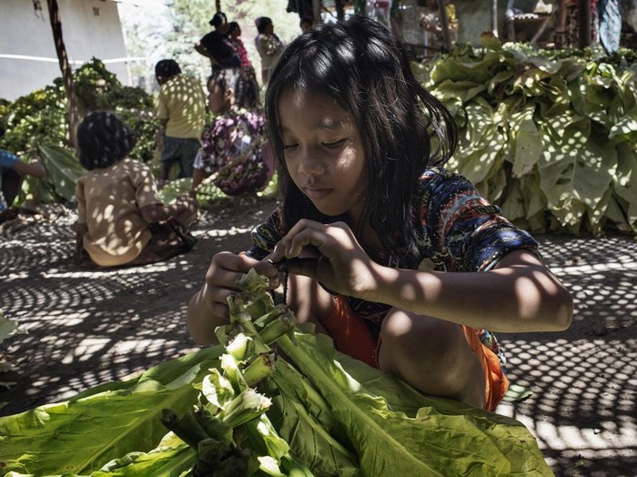 Terpapar Nikotin, Ribuan Anak di Ladang Tembakau Bisa Mengalami Gejala Keracunan