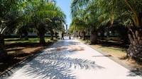 Taman pohon sawit ini berhasil mengubah Taman Makam Pahlawan menjadi jauh dari kesan angker.