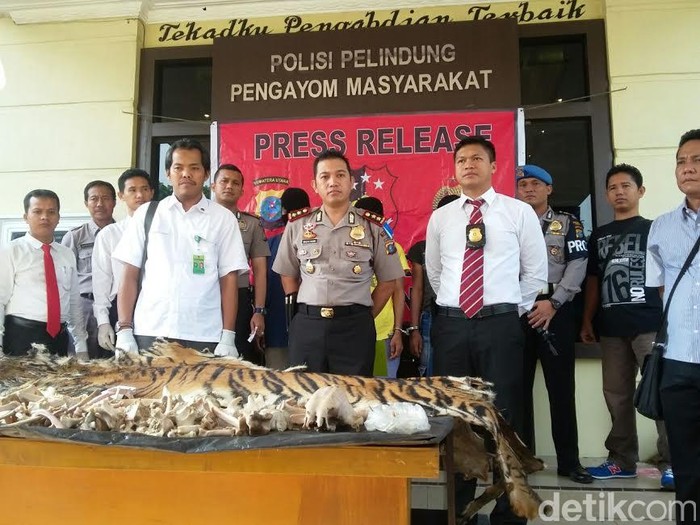 Jual Kulit dan Tulang Harimau Sumatera Rp 42 Juta, 3 Petani di Langkat Dibekuk