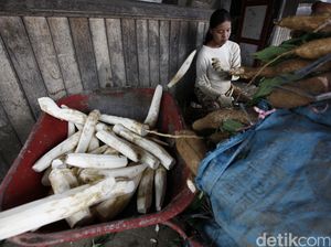 RI Tak akan Kebanjiran Singkong Impor Lagi