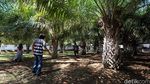 Ngenet di Taman Pohon Sawit di TMP Banyuwangi Yuk!