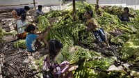 Anak-anak terlibat hampir dalam segala proses mulai dari penanaman bibit, perawatan, panen, sampai ke penjemuran dan penggulungan daun tembakau sebelum dijual. (Foto: Marcus Bleasdale/ Human Rights Watch)