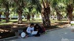 Ngenet di Taman Pohon Sawit di TMP Banyuwangi Yuk!