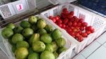 Gudang Makanan Taman Safari Prigen
