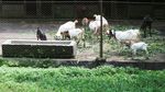 Gudang Makanan Taman Safari Prigen