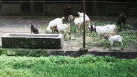 Foto: Kalau untuk pakan satwa karnivora, Taman Safari Prigen menyiapkan sekitar 200-an Kg daging ayam dan 300-an Kg daging sapi. Selain itu, mereka juga menyiapkan daging rusa, kanguru, serta memelihara kambing untuk pakan singa dan harimau (Wahyu/detikTravel)