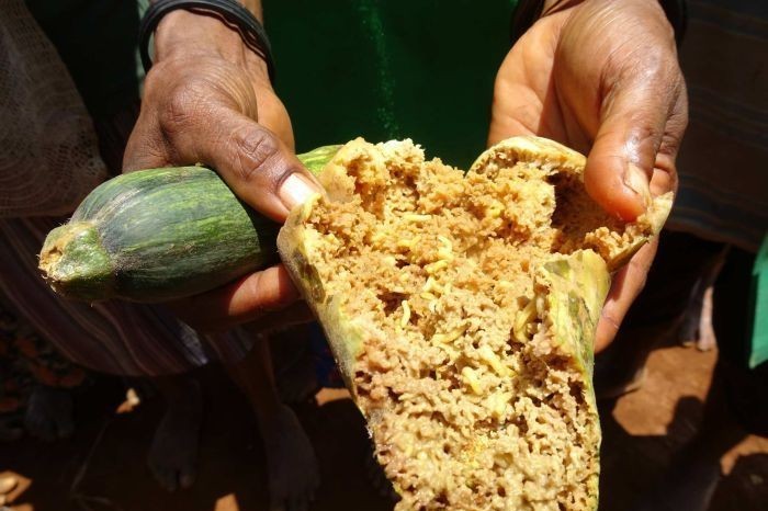 Suhu Pasifik Kini Mendingin, Sinyal Berakhirnya El Nino
