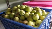 Foto: Satwa pemakan buah di Taman Safari Prigen juga disediakan Apel yang didatangkan khusus dari Malang. Setiap harinya pihak taman safari menyediakan sekitar 30 Kg Apel (Wahyu/detikTravel)