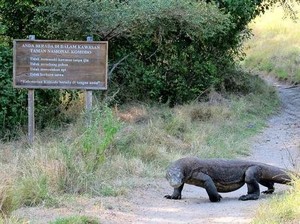 6 Hewan Endemik yang Jadi Maskot Taman Nasional Indonesia
