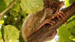 Potret Flora-Fauna Tanjung Puting, Taman Nasional yang Terbakar