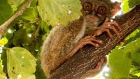 Beragam mamalia lainnya juga hidup di Taman Nasional Tanjung Puting, sampai 42 jenis dari 20 famili pada 2021, termasuk tarsius yang berstatus rentan (Vulnerable). Beberapa yang paling banyak dijumpai yaitu famili kelelawar vesper (Vespertilionidae, 9 jenis), bajing Sciuridae (4 jenis), dan monyet Dunia Lama, Cercopithecidae (4 jenis), termasuk monyet ekor panjang. Kategorinya beragam, mulai dari berisiko rendah hingga kritis. Foto: (Ardiyanta/dTraveler)
