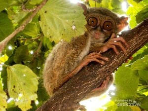 Tarsius, Si Mata Belo dari Bangka Belitung & Sulawesi