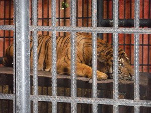 Tolong! Giring Si Harimau Sumatera Terancam Mati di Kandang