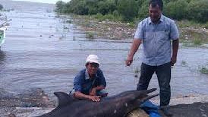 Lumba-lumba Terdampar di Nambangan Ditemukan Mati