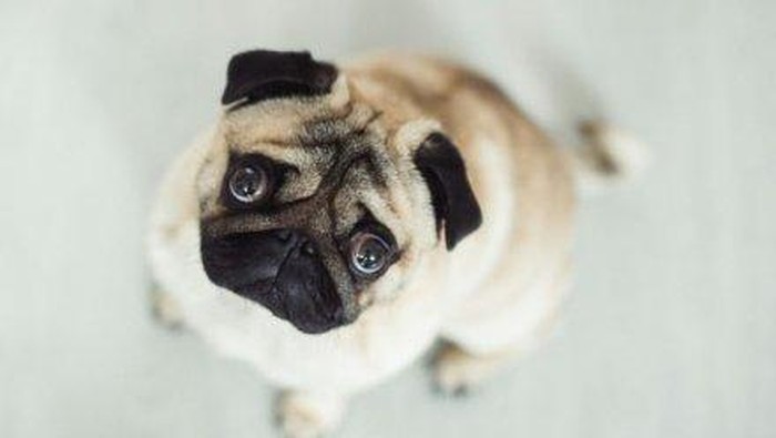 Ilustrasi anjing. Foto: Getty Images Ilustrasi anjing. Foto: Getty Images