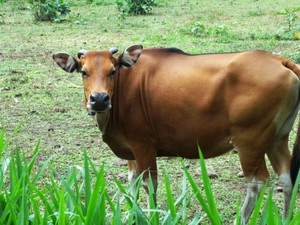 Bertemu Jaliteng, Persilangan Unik Banteng Jawa & Sapi Bali