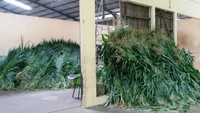 Foto: Gajah menjadi satwa yang paling banyak makan di Taman Safari Prigen. Setiap harinya, mereka bisa menghabiskan sekitar 300 Kg rumput, total Taman Safari menyetok sekitar 12 Ton rumput (Wahyu/detikTravel)