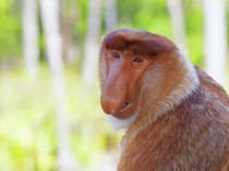 Bekantan, Primata Endemik Kalimantan yang Jago Berenang