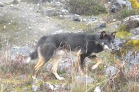 Anjing dingo di Papua (Istimewa/Maximus)