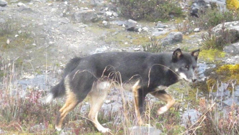 Anjing Papua yang sulit dilihat manusia
