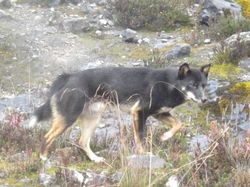 Anjing Bernyanyi yang Bangkit dari Kepunahan di Papua