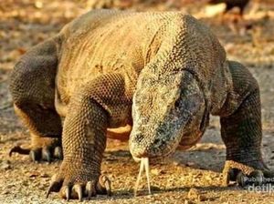 Ancaman Aksi Tolak Tiket Rp 3,75 Juta Warga Komodo