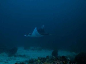 Berani Berenang Bersama Manta? Ini Tempatnya