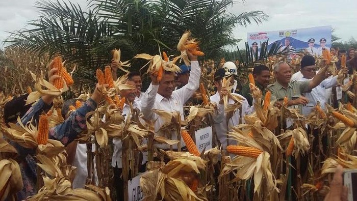 Mentan: RI Swasembada Jagung Paling Lambat di 2018
