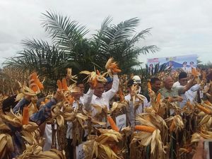 Mentan Panen Jagung di Tengah Kebun Sawit