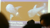 Padahal, sesuai Keputusan Menteri Kelautan dan Perikanan No 18/2013 tentang Penetapan Status Perlindungan Penuh Ikan Hiu Paus, hiu paus merupakan salah satu biota perairan yang dilindungi pemerintah dan masuk daftar merah IUCN.