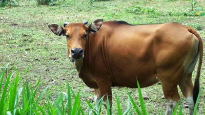 Penampakan Jaliteng, Sapi Unik dari Prigen
