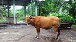 Penampakan Jaliteng, Sapi Unik dari Prigen