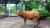 Sementara induk Sapi Balinya didatangkan dari Balai Besar Inseminasi Buatan Dinas Peternakan Provinsi Jawa Timur. Kerjasama ini memang dimaksudkan untuk pemuliaan benih Sapi Bali agar produktivitasnya meningkat (Wahyu/detikTravel)