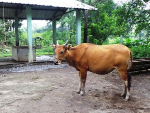 Kementan Sebar Bibit Sapi Perah di Pulau Jawa