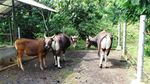 Penampakan Jaliteng, Sapi Unik dari Prigen