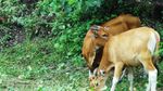 Penampakan Jaliteng, Sapi Unik dari Prigen