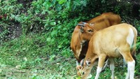Sementara Jaliteng betina akan tetap berwarna coklat spserti induk Sapi Balinya. Fisiknya juga lebih kecil daripada yang jantan (Wahyu/detikTravel)