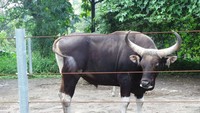 Jaliteng lahir dari induk Banteng Jawa jantan bernama Matos, koleksi Taman Safari Prigen. Lihat penampakannya, gagah sekali bukan? Gen Matos berupa fisik kuat dan prima akan diwariskan kepada anak-anak Jalitengnya (Wahyu/detikTravel)