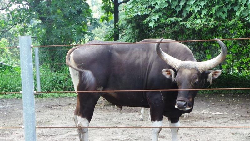 Penampakan Jaliteng, Sapi Unik dari Prigen