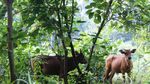 Penampakan Jaliteng, Sapi Unik dari Prigen